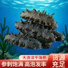 Dalian light dried sea cucumber deep sea bottom sowing high sea cucumber non-instant sea cucumber dry goods gift box sea cucumber 50g sea cucumber sea cucumber