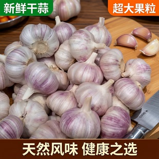 包邮 今年新干蒜5斤大蒜头超大果农家大蒜当季 新鲜蔬菜200g起整箱