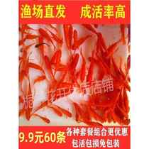 Ornamental fish medium-sized freshwater red carp fry red crucian carp fry ornamental fish live-resistant small goldfish self-raising grass goldfish feed