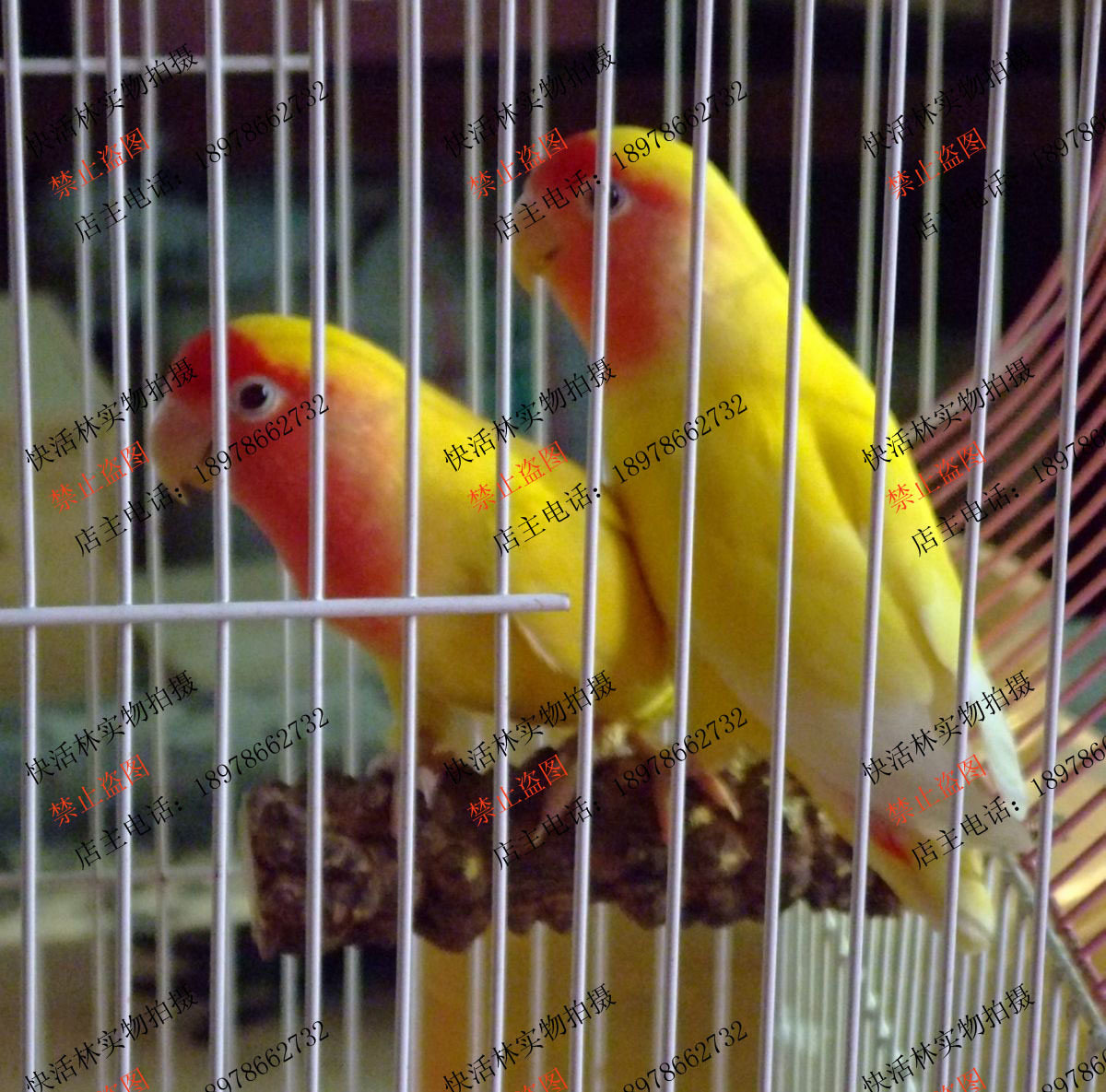 Single-headed rattan parrot breeding special station stick grinding mouth grinding claw non-slip breeding special perch vine wood can