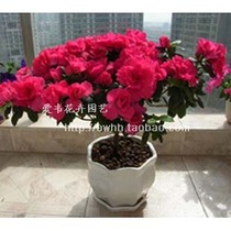 Punch Crown Special Price Boutique Flower Potted Belgian Cuckoo Rhododendron Rhododendron Flowering Season Blossom All Season Round