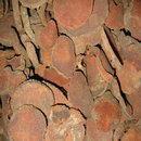 Traditional Chinese medicine herbs hp potion zi