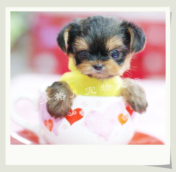 Pet consignment Pet transportation Boarding before consigning pets below 5KG