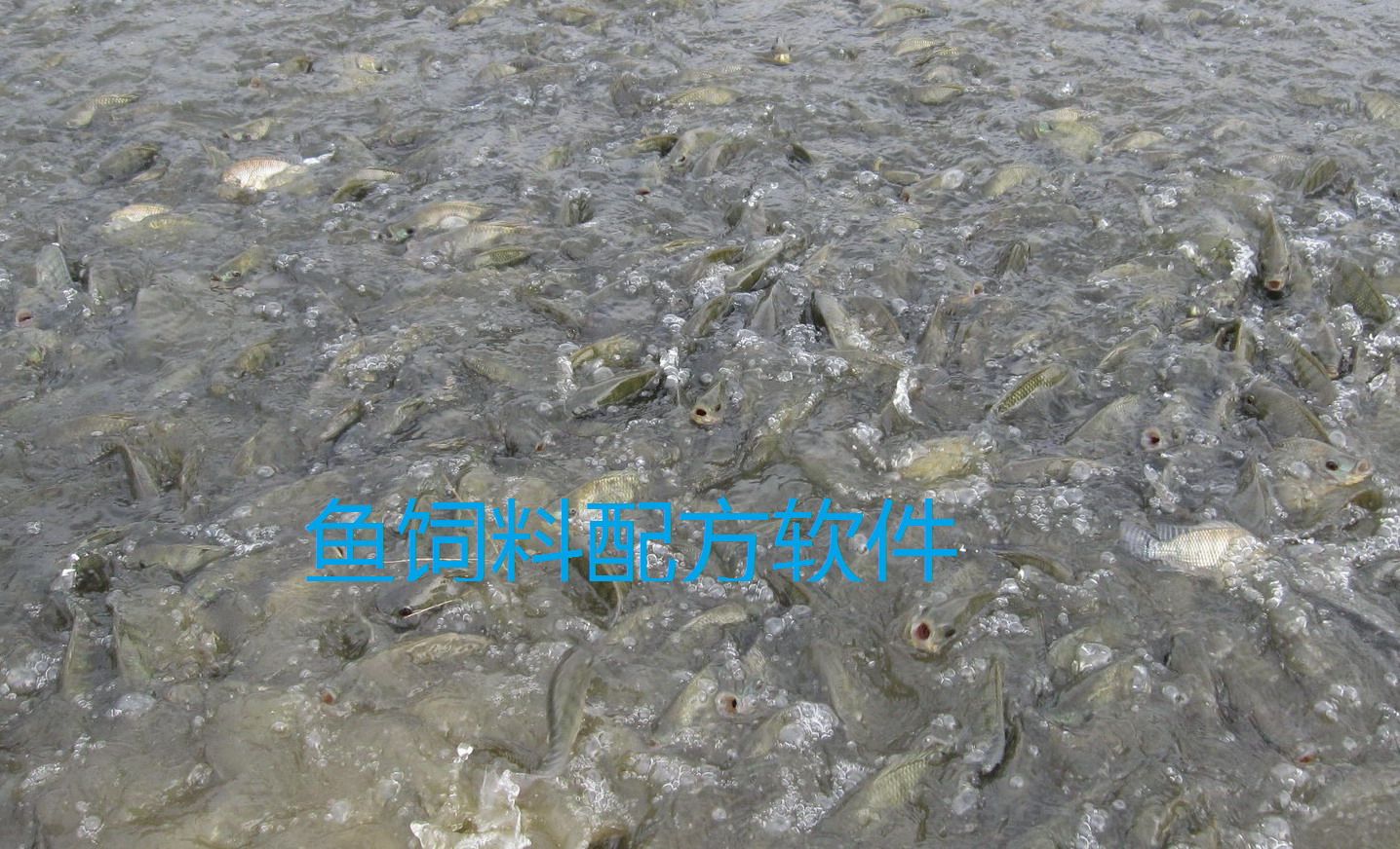 Fish Feed Formula Software Official Version Fish Feed Management System Fish Feed Formula Management Installation Video