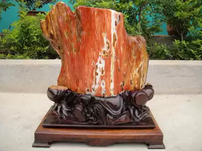 (Mountain Xi Qi Gallery) full house red boutique chicken blood red Burmese tree fossil wood chemical Jade living room decoration 92010