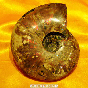 修明堂 开光七彩光斑彩螺化石16厘米原石 李居明推荐旺财转运摆件
