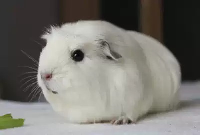 人氣寵物天竺鼠大進擊飼養新手必讀 天竺鼠的飼養方法