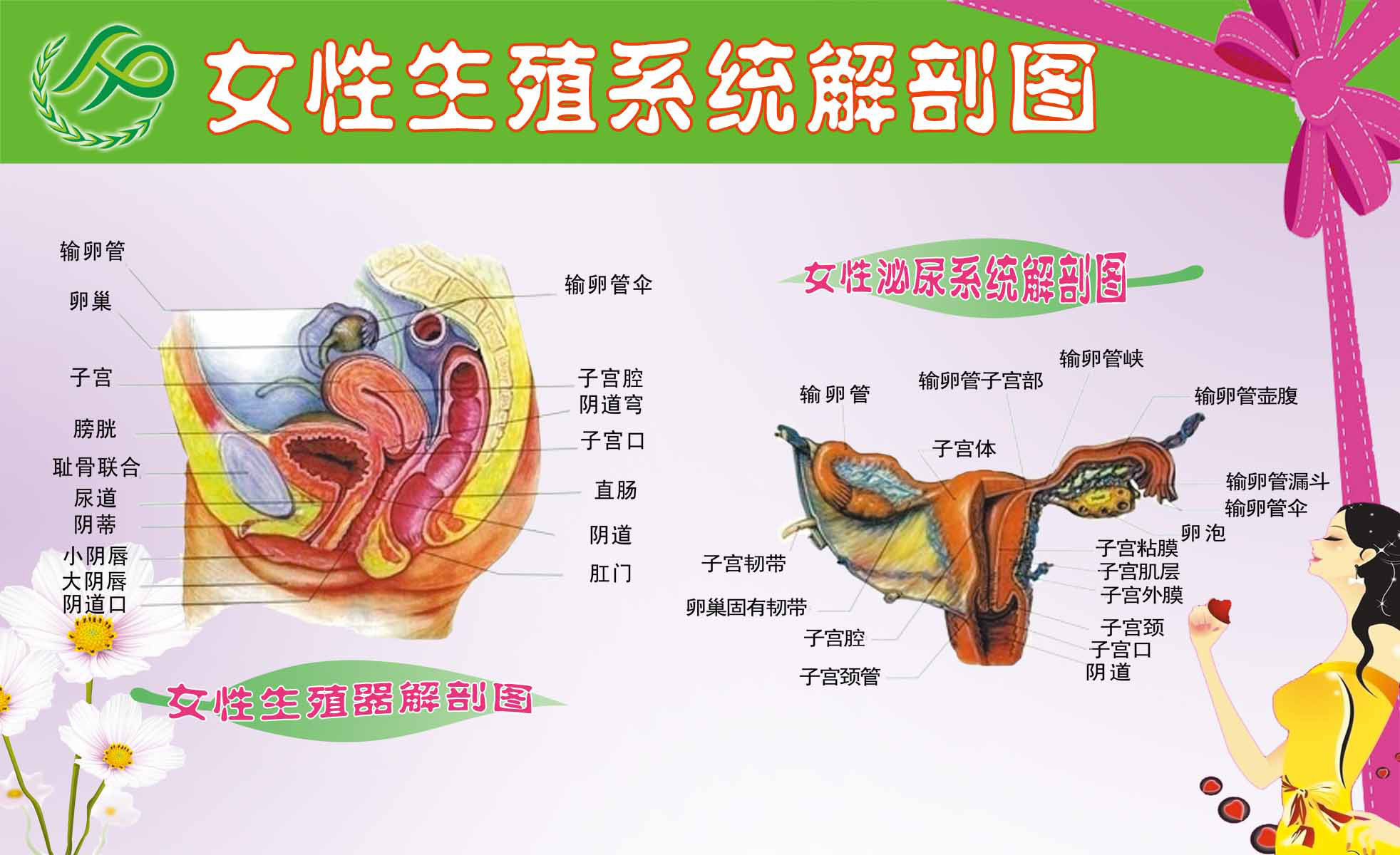 海报印制93素材健康展板244女性生殖系统解剖图