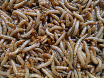 The poo and EE seed bird bugs mealworms Tenebrio molitor food worm 15 yuan catty
