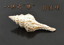 Supplies Conch 1 8 of the Eight Offerings Supplies Length 12 cm