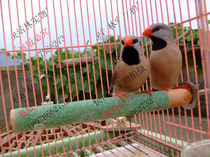 Watching birds large parrot beak grinding claws grinding feet picture