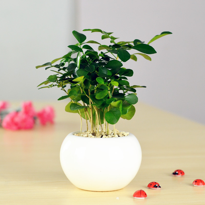 �Ӻ�Ե�������辰