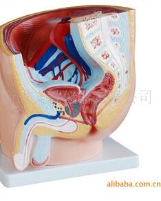 人体男性矢状解剖模型/生殖泌尿系统解剖模型331A