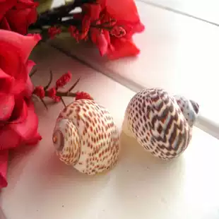 Bird egg snail 3-4CM large conch shell starfish coral fish tank landscape wedding props creative gifts