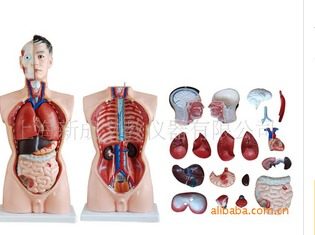 85CM男性躯干模型（19件）/解剖模型/医教模型/教学培训专用