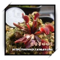 насекомоядное растение 盆栽 食虫植物-红龙x大嘴捕蝇草 m中苗