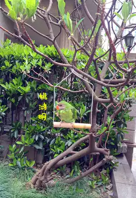 Swing parrot Simple swing toy gnaw, grind, grind, grind, claw, bite, swing wren, starling