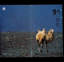 B-SF1993-3 Wild Camel to commemorate the postal discount 