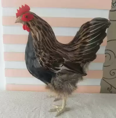 Simulation feather big hen craft gift decoration Poultry taxidermy decoration Home decoration photography props model