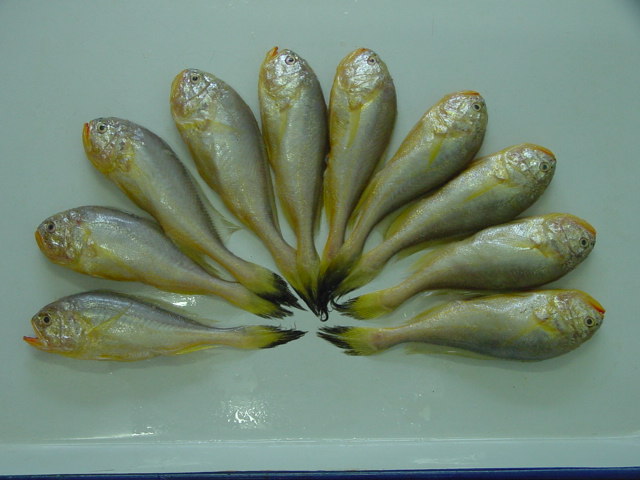 Lanzhou Laoli Seafood Fresh plum boy fish round head fish meat thin and tender baby supplementary food (small)