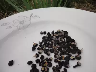 100g anthocyanin Black wolfberry Ningxia Black wolfberry rural new direct sales