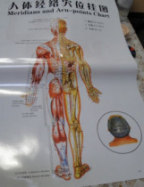 Human Meridian Acupoint Back Wall of Acupuncture Massage Massage Hand Consultation Foot Therapy Facial Surgery Scraping Pushup for the Acupuncture Massage