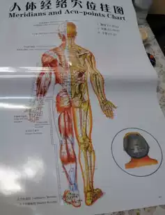 Human Meridian acupoint back wall map acupuncture massage hand foot therapy facial diagnosis scraping massage massage batch hair price