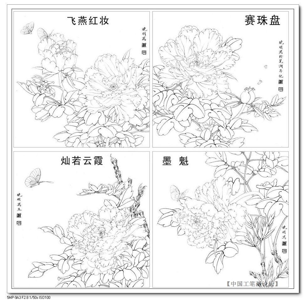 Manuscript of meticulous painting -- four-in-one sketch of peony