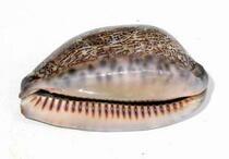 Traditional Chinese medicine herbs zi bei chi 500g