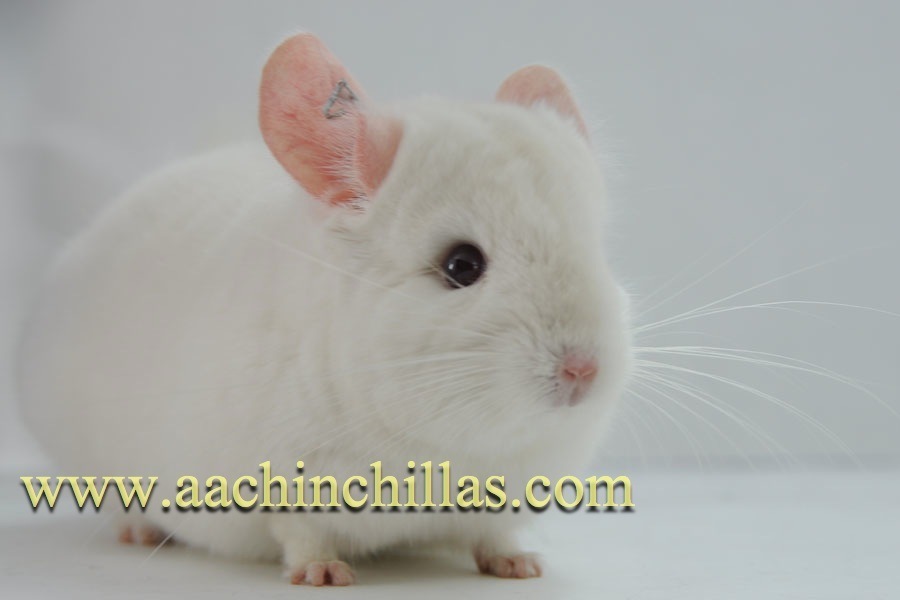 Race-level Chinchilla Pet Chinchilla CRW Recessive White dd