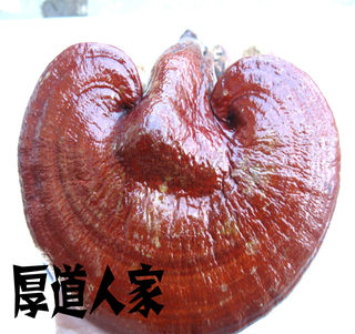 Honest Man's Changbaishan Ganoderma lucidum, free sliced ​​and powdered red ganoderma lingzhi 250g 29.90 yuan