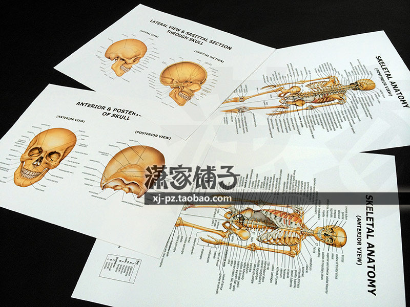 Human skeleton(full skeleton skull)Anatomy diagram Skeletal Anatomy Wall chart spectrum decorative painting