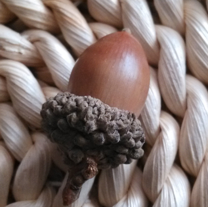 Son Department DIY Handmade Ornament Materials Natural Oak Berries Pine Nuts Skull Accessories Necklace Accessories