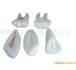 牙解剖模型（3只/套/人体骨骼解剖模型/正常比例XC－305