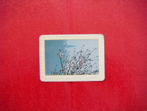 Annual Calendar Card - Natural Scenery 1983]