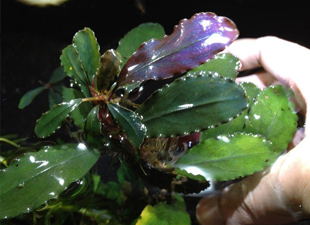 Chili Ficus Deep Purple Dairk vilolet