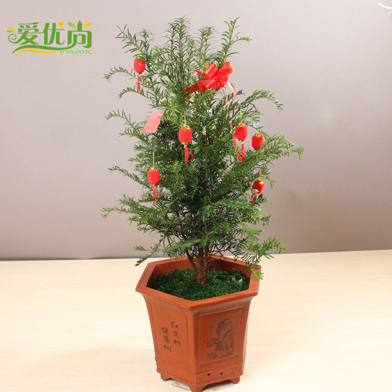 �����к춹ɼ����00025