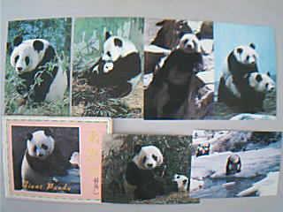 Big Panda postcard 10 full Chinese painting press