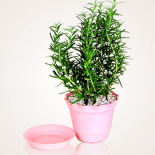 迷迭香 桌面 盆栽香草 提神醒恼 驱蚊虫草 绿植 办公盆栽花苗