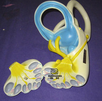 Experimental instrument Biological model Inner ear structure model Teaching instrument monopoly