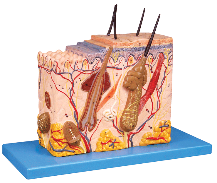 皮肤组织结构放大模型GD/A41002