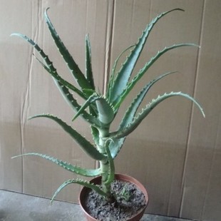 盆栽花卉木立芦荟*木剑芦荟*有一定的药用价值 美容芦荟植栽