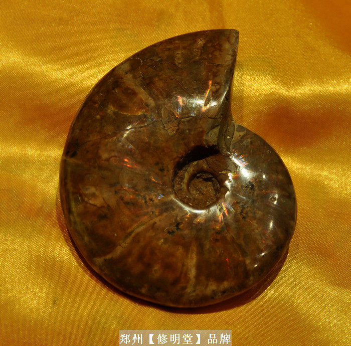 修明堂 开光七彩光斑彩螺化石10厘米原石 李居明推荐旺财转运摆件