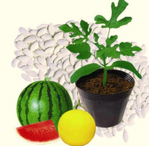 Imported Japanese Cedar (white pumpkin seeds for cucumber watermelon grafting) heat-resistant and cold-resistant