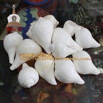 Offering white conch French conch mixed size one piece