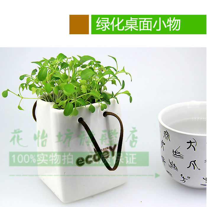 新奇植物 陶瓷纸袋植物心形草套装植栽 创意DIY礼品办公桌面盆栽