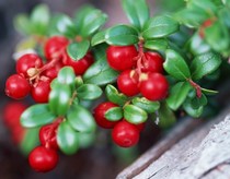 Clothing sales management software stand-alone version Clothing store sales management system installation video