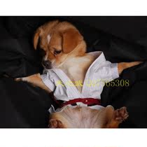 (Heavens Wu) Pet Clothing Pooch Karate --- Pet Sword Daub Supplies