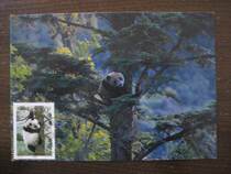 89 Hong Kong Edition 2000-3 Wildlife-Panda Limit 1