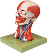 14211 Head Neck Muscle Vascular Epiencephalic Model Cranial Head Neck Muscle Nerve Model